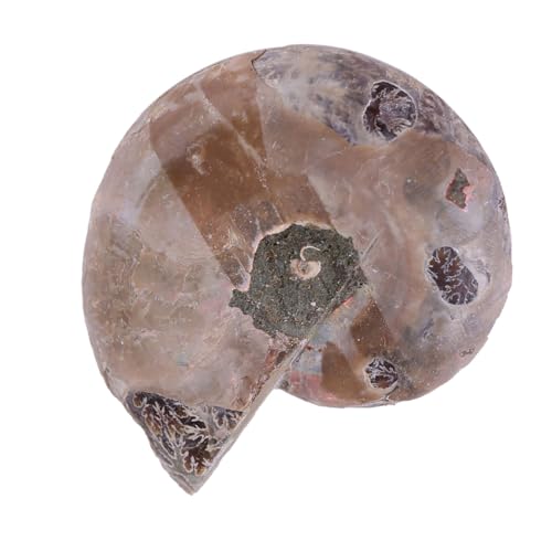 Echter Ammonit, 2 Stück, Muschelexemplar aus Madagaskar, Steine ​​und Mineralien, Meeresammonit (Durchmesser 4cm)