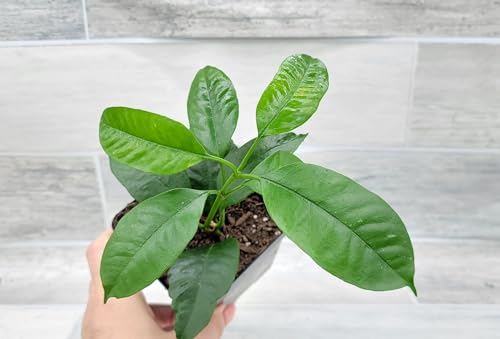 Hoya Multiflora aka Shooting Star Live Rare House Plants (All Plants are Fully Rooted Plants!) in 4' Pot by 3exoticgreen