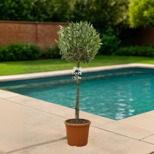Olea europaea – Olivenbaum Hochstamm 130 cm | Topf Ø 25 cm