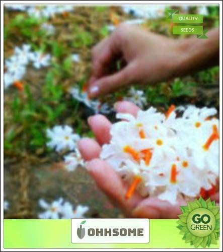 Pinkdose Purple Flower Seeds for Planting Coral Jasmine Flower Seeds Bees Seeds Kitchen Garden Seeds Pack Seed