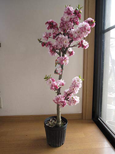 ハナカイドウの花が咲かない原因は 剪定方法と時期 お庭ブログ