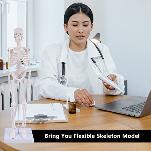 Image of NLShan Human Skeleton Model for Anatomy: Scientific Model with Movable Arms, Legs & Display Stand - 17 inch Mini Human Skeleton Model for Study and Display