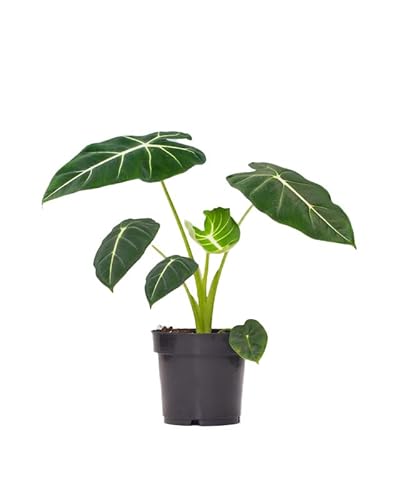 PLNTS - Alocasia Frydek (Pfeilblätter) - Zimmerpflanze - 14cm Topf - Höhe 25cm Cover