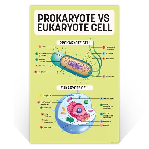 Image of Decorably 16 Biology Posters High School, Elementary Decorations | 11x17in Matte-Laminated Educational Science Learning Decor for Classroom, Hallways, Bulletin Boards, Home Study Room