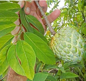 Amazon | 【種子】Annona Squamosa ◇シュガーアップル◎バンレイシ