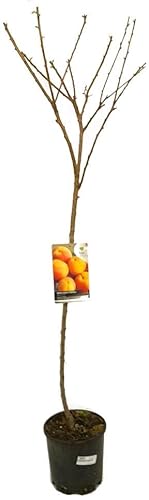 Garden Center Shop | Albaricoquero Moniquí M25 100‑120 cm | Árbol frutal ornamental con frutos jugosos y dulces | Ideal para huertos urbanos y jardines mediterráneos