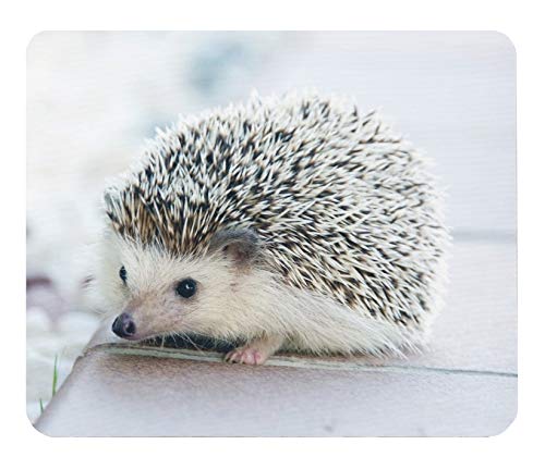 Amazon.co.jp: ハリネズミのマウスパッド 7：フォトパッド（ 世界の
