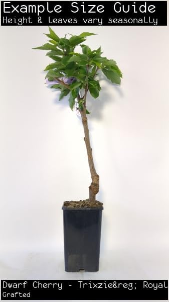 Royal Crimson Cherry Tree – Grafted Live Plant (3-4 ft, 3 Gal Pot)
