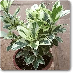 CosaCentrum Indoor fices vericated Microcarpa Plant Home Outdoor Live plant (B0BPGTB668) Amazon Price History, Amazon Price Tracker