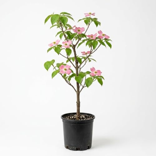 Pink Dogwood Tree Live Plant 12-18 Inch Tall in Quart Pot Pink Flowering Ornamental Tree Cold-Hardy Flowering Shrub for Sun or Shade
