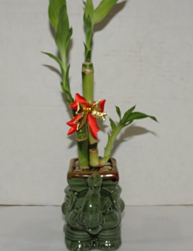 JMBAMBOO- Live 3 Style Lucky Bamboo Plant Arrangement with Ceramic