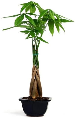 Eastern Leaf Braided Money Tree