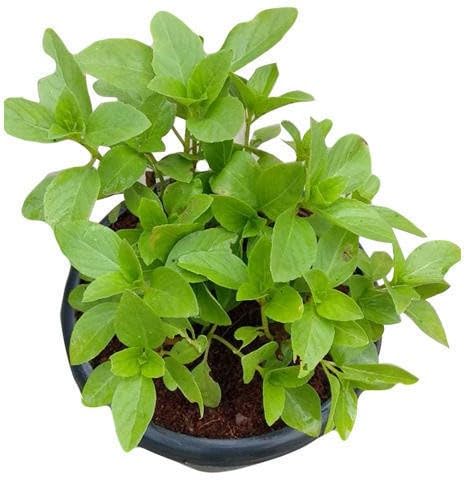 See full amazon price history chart for Vamsha Nature Care Tulsi Plant Vamsha Nature Care Tulsi Plant (B0CL2RC92W) Amazon Price History, Amazon Price Tracker