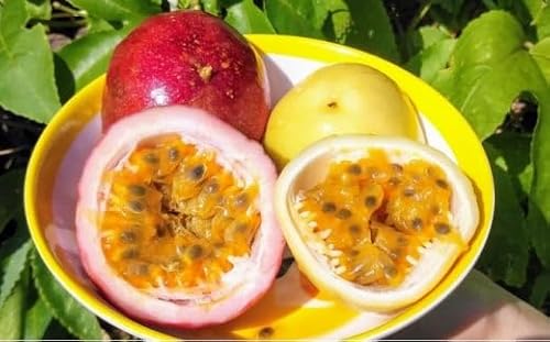 2026年 先行予約 定期便 3ヶ月 南国フルーツ 定期便A パイン シークワーサー 計4種類 果物 フルーツ 3回 お楽しみ 026-a009_2026