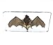 Bat Specimens Science Classroom Specimen for Science Educationï¼ˆ5.5x2.5x0.7 Inchï¼‰