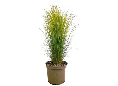Stipa Natural La Planta Ornamental que Hará Brillar tu Jardín