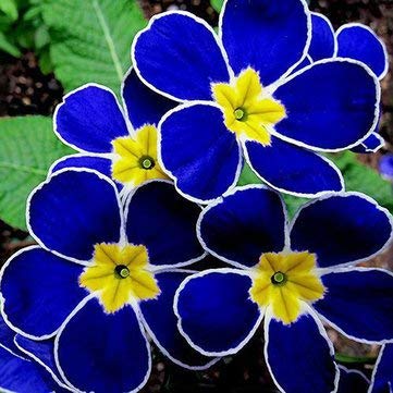 Primrose seeds Evening Primrose seeds 100Pcs Blue Evening Primrose seeds Rare Garden Fragrant Flower Bonsai seeds Flax Seed Primrose Oil Primrose Seed by BiStore