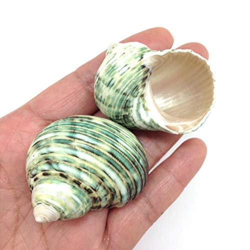 Image of PEPPERLONELY 5 PC Natural Hermit Crab Shells, Polished Green Turbo Sea Shells, 1-3 /4 Inch ~ 2-1 /4 Inch