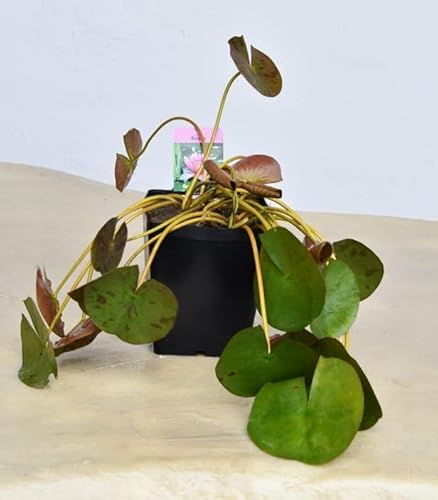 Pianta di Ninfea Rosa con vaso, da inserire in laghetti o stagni Fioritura da maggio ad ottobre