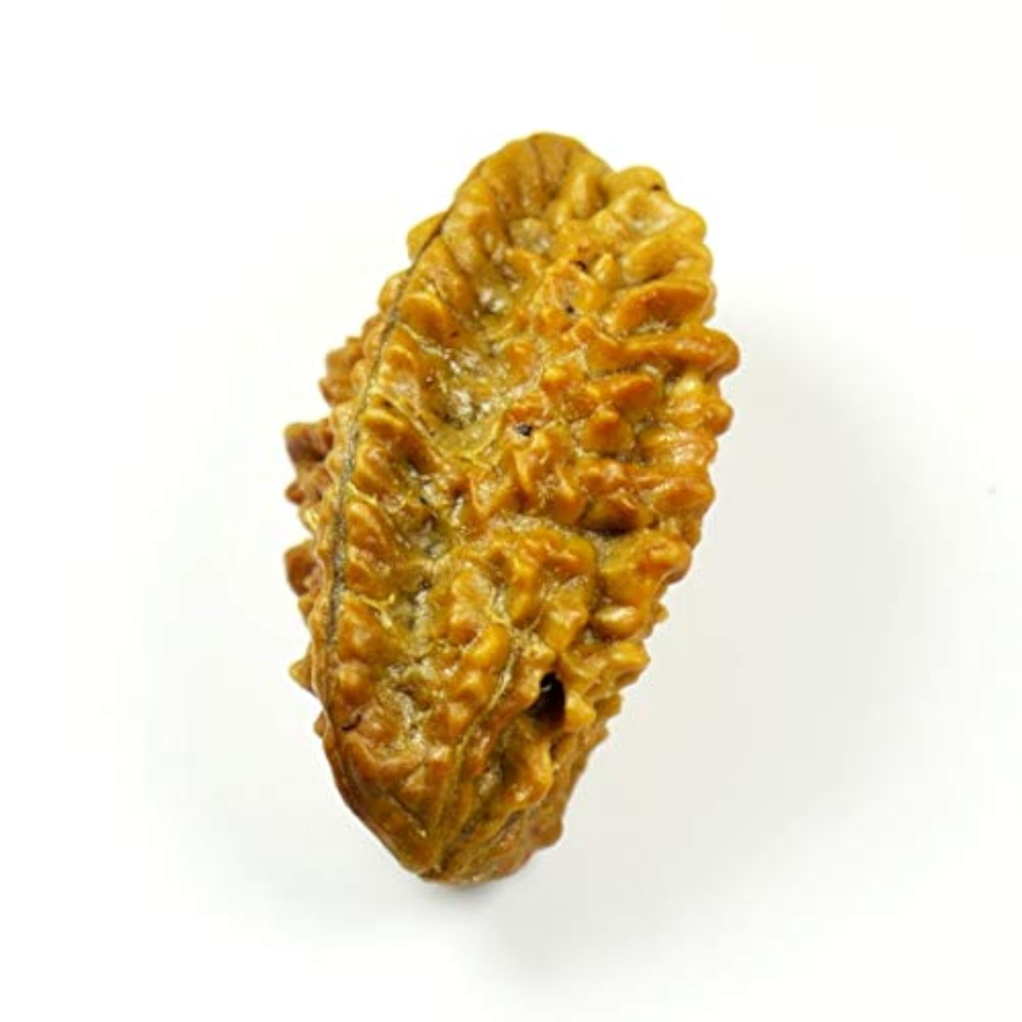 Certified Real Two Mukhi Nepali Rudraksha Bead for Chakra Healing