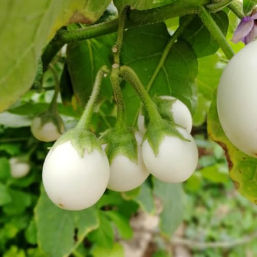 semillas de berenjena orgánicas - plantas perennes resistentes semillas de berenjena plantas resistentes para el jardín de semillas de plantas decorativas Semillas orgánicas de 750pcs