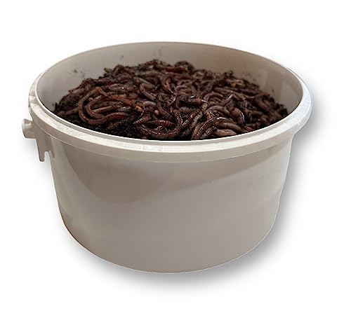 Worms Direct - Live Tiger Worms In Tub, For Composting, Fishing Bait, And Reptile Food (90 Grams)