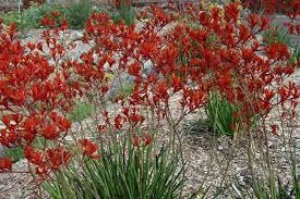 Kangaroo Paw Seeds 75 Pack