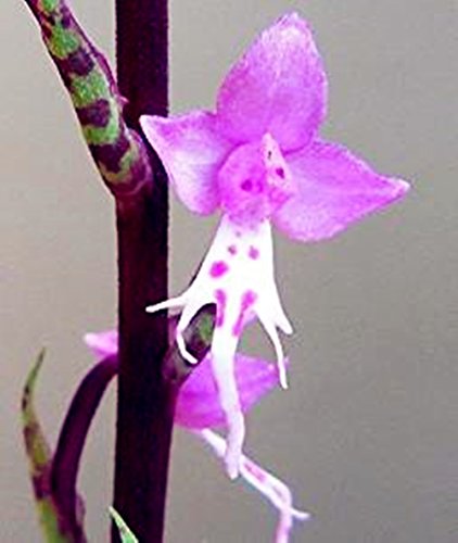 Xuanqin Stenoglottis fimbriata - orchidées - 50 graines Cover