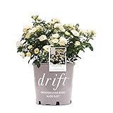 Popcorn Drift Rose in 3 Gal. Grower's Pot | Beautiful Buttery White Reblooming Flowers