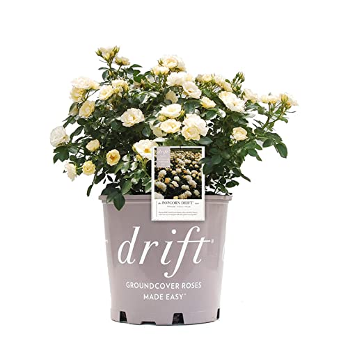 Popcorn Drift Rose in 3 Gal. Grower's Pot