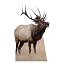 Elk
