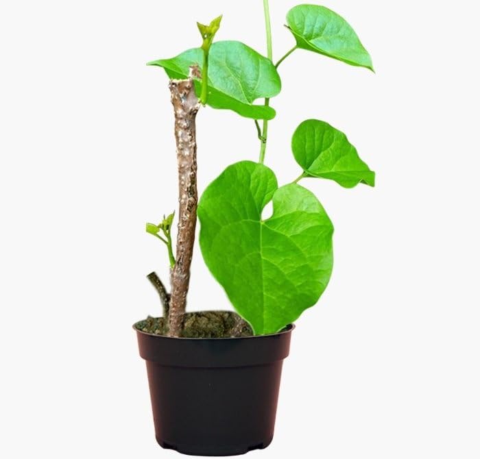Kalfo Live Giloy Plant Giloy Herbal Live Plant Medicinal Herb Plant Giloy Bel Outdoor Herbs Plant with Pot
