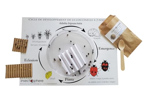 Kit d’élevage de coccinelles à 2 Points (Adalia bipunctata) – œufs + Nourriture + Support d’Observation – idéal Enfants et écoles