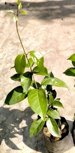 Image of Garlic Vine Live Flowering Vine Plant for Home Garden Balcony Terrace Outdoor | Healthy Plant with Purple Blooms | Natural Fragrant Climber for Vertical Gardening and Greenery