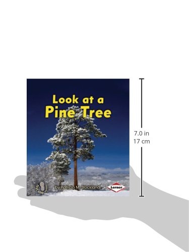 Look at a Pine Tree (First Step Nonfiction -- Look at Trees) - Image 3