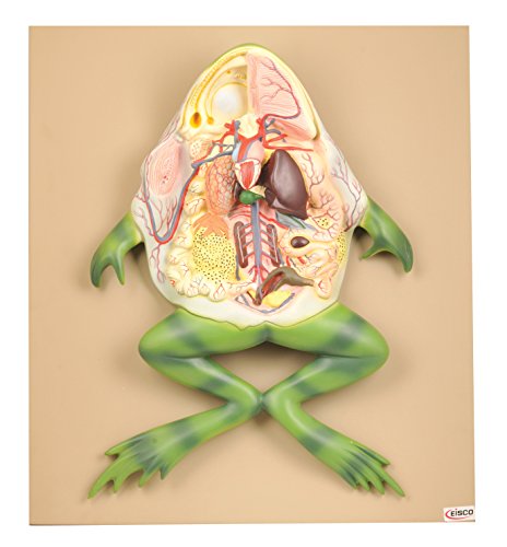 Image of Eisco Labs Frog Dissection Model, Large