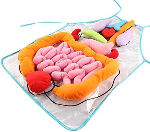 KAKIBLIN 3D Organ Apron, Anatomy Apron Human Body Organs Awareness Educational Toy for Home Preschool Teaching Aid, Transparent
