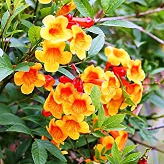 Hari Giver Garden™ Live Orange Tecoma / Gori Chori Tecoma / Tikoma / Orange Bells / Tecoma stans Flowering Perennial Shrub Plant For Home Garden - Healthy Live 1 Plant (B09G8G8YHW) Amazon Price History, Amazon Price Tracker