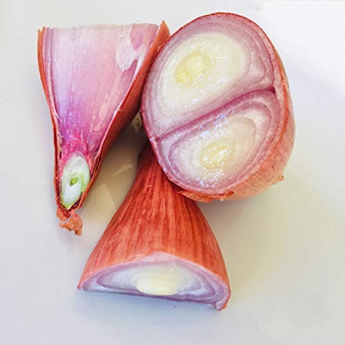 Kejora Shallots Bulbs (Jumbo Size) - 1/2 Lb ( About 4-6 Big Bulbs ) Produce Of Usa -Not For Planting #TOP2