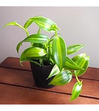 バニラ　斑入り　バニラビーンズ　苗　2 バニラ 斑入り バニラビーンズ 苗 2 バニラ斑入り3.5号ポット の通販