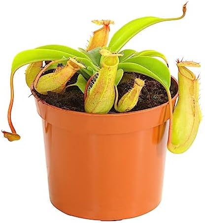 Dehner Kannenpflanze, Fleischfressende Pflanze, Nepenthes, Karnivoren