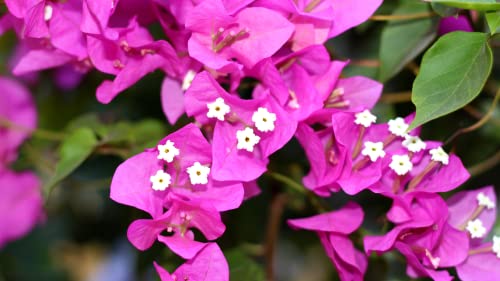 Purple Bougainvillea Plants Blooming Flower 20'' Tall #TOP1