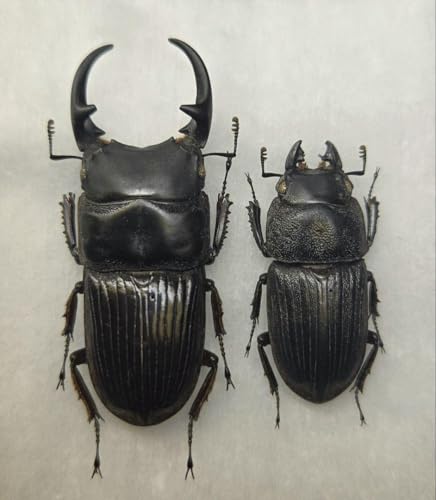 W{pXlugNK^ yA W{ P <1110zW{ENK^V>