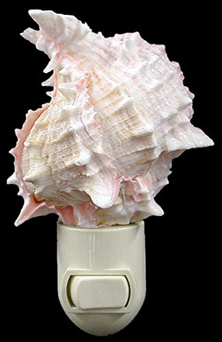 Seashell-Night-Light-Real-Pink-Murex-Shell-Beach-Decor-w-onOff-Switch-Beautiful-Coastal-Cottage 41gPSG5G8IL