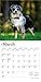 Australian Shepherds | 2026 7 x 14 Inch (Hanging) Monthly Mini Wall Calendar | BrownTrout | Animals Dog Breeds