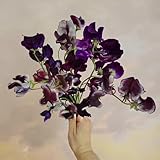 semillas de arveja - decorativas perennes resistentes jardín 350pcs