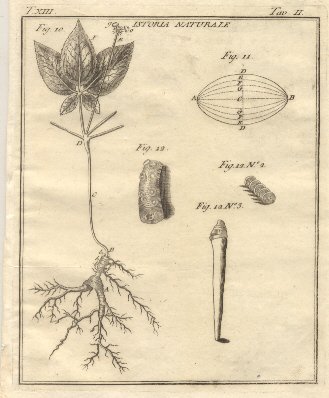 Istoria Naturale, tav. II. Tratta dal Dizionario