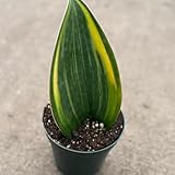 Sansevieria Whale Fin Variegated Live Plant | Snake Plant Cutting | Starter House Plants | Mother in Law Tongue Indoor Houseplants Gifts (Heat Pack Included)