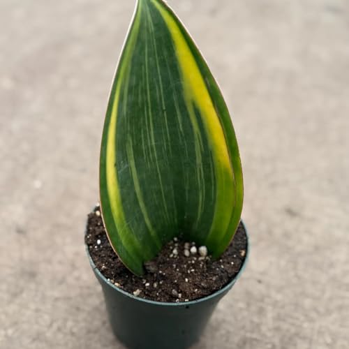 Sansevieria Whale Fin Variegated Live Plant | Snake Plant Cutting