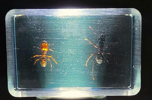 Image of 44mm Real Weaver Ant & Red Giant Ant Pair in Crystal Clear Lucite Resin Specimen Preserved Insect Taxidermy Crafts Collection for Biology Science Education Desk Ornament Display Supplies